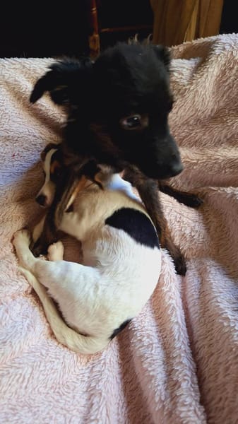 Papillon Mix Tashi will die Welt sehen E