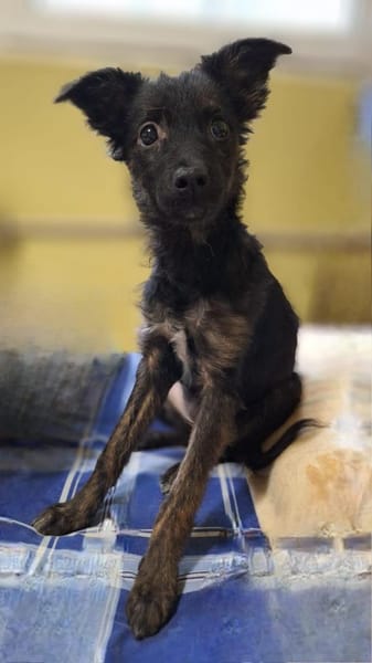 Papillon Mix Tashi will die Welt sehen E