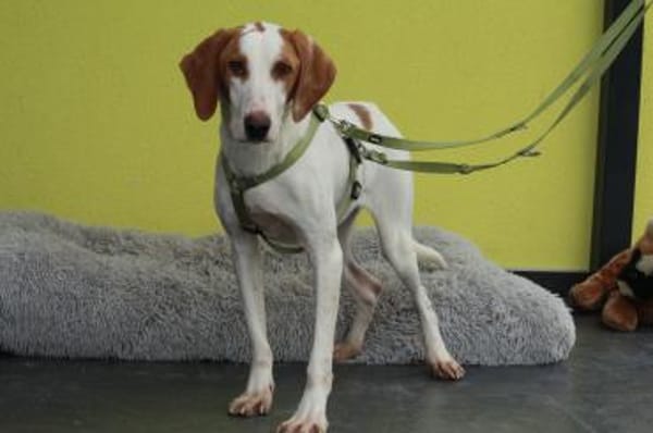 Cooper sucht sein neues zu Hause ....