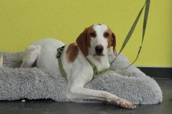 Cooper sucht sein neues zu Hause ....