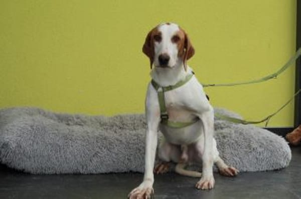 Cooper sucht sein neues zu Hause ....