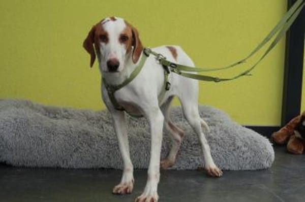 Cooper sucht sein neues zu Hause ....