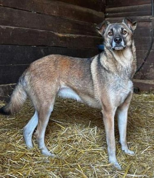 EMILIA - sucht Familienanschluss