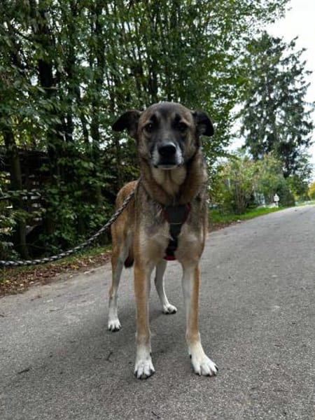 EMILIA - sucht Familienanschluss
