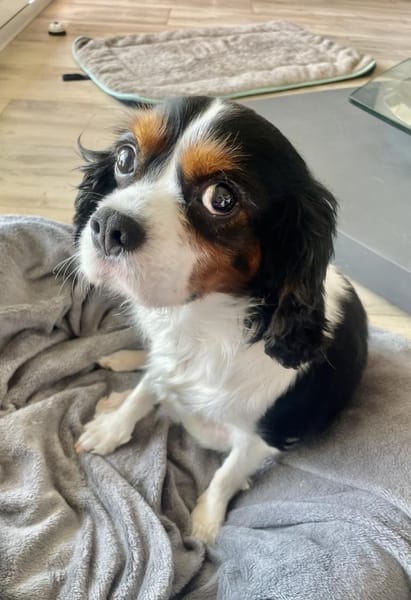 Lenny in 47877 Willich