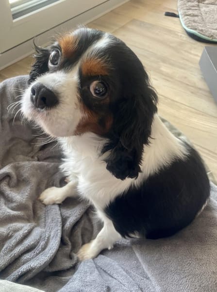 Lenny in 47877 Willich