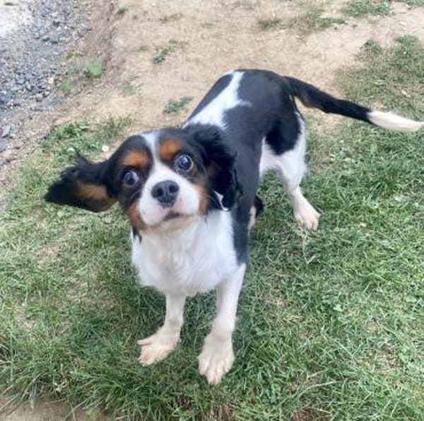 Lenny in 47877 Willich