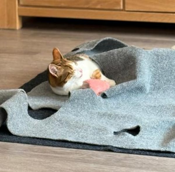 schüchterene Neyla sucht ein Zuhause