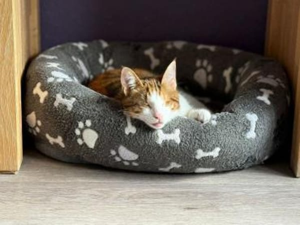 schüchterene Neyla sucht ein Zuhause