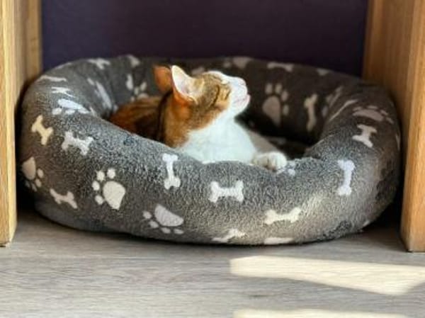 schüchterene Neyla sucht ein Zuhause