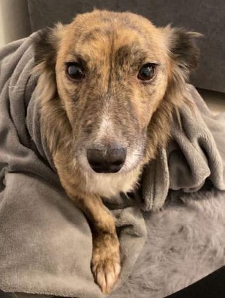 Herbie, geb. 08/2022, 78048 Villingen-S.