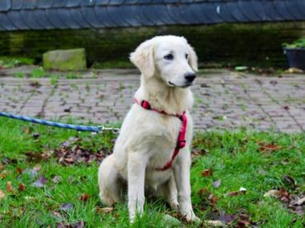 Traumzuhause für Melograna gesucht