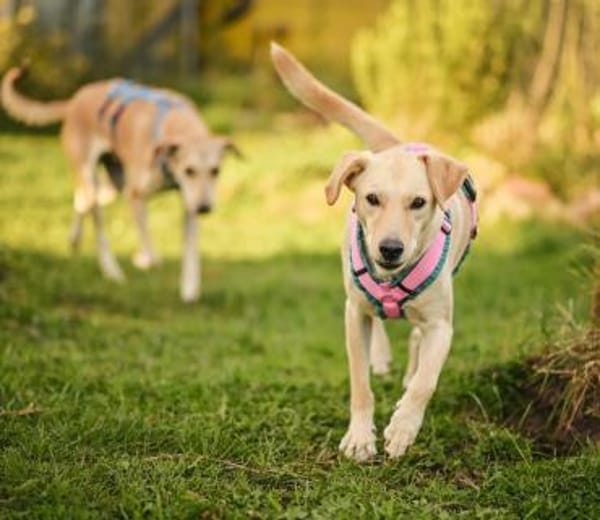 Lillo im Tierheim Lüdinghausen