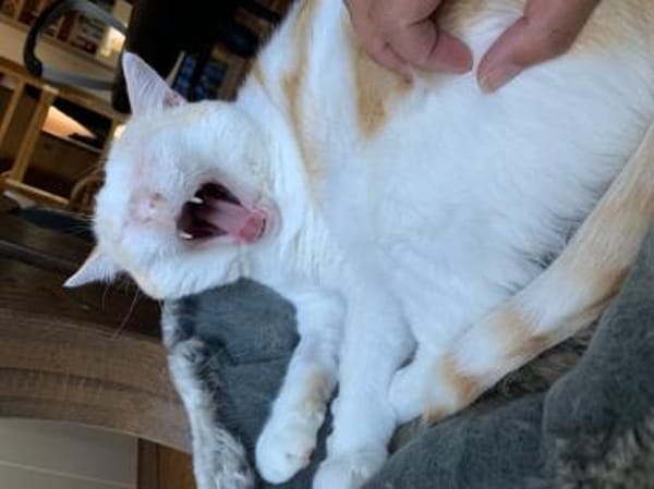 Ruhiger Schmusekater Fer