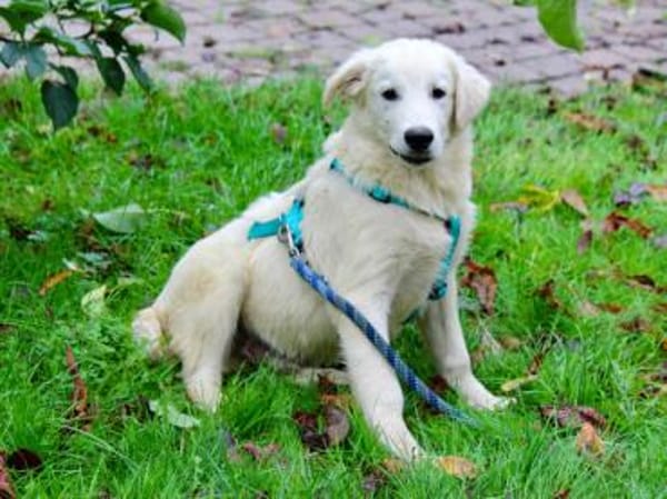 Liebenswerter Mandrake sucht Familie
