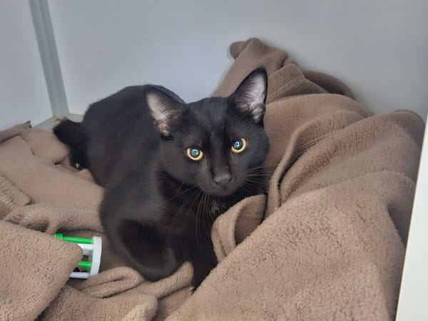 Kolbe (En cours d'adoption)