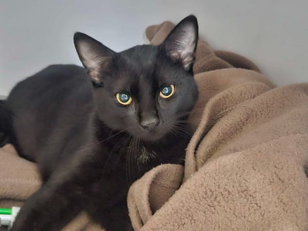 Kolbe (En cours d'adoption)