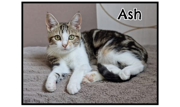 ASH (réservé)