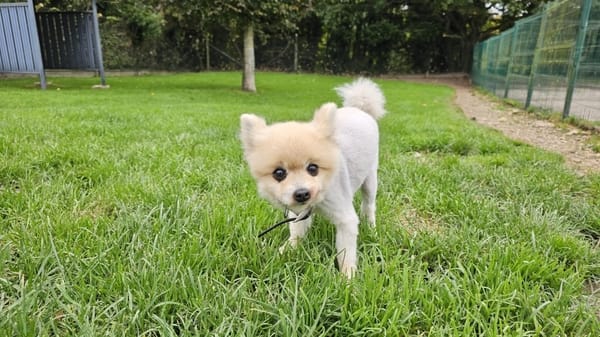 Balou