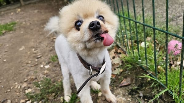 Balou