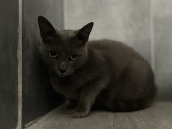ANOUK