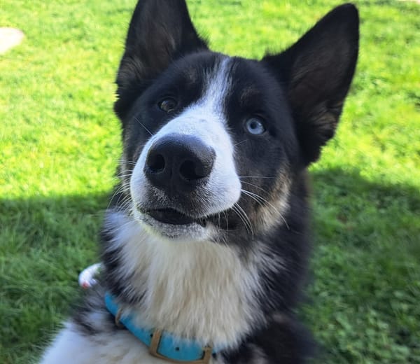 ASKO