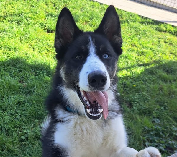 ASKO