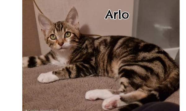 ARLO