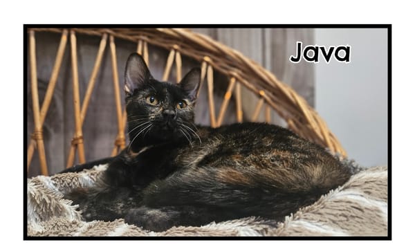 JAVA