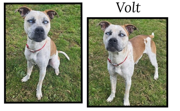 VOLT