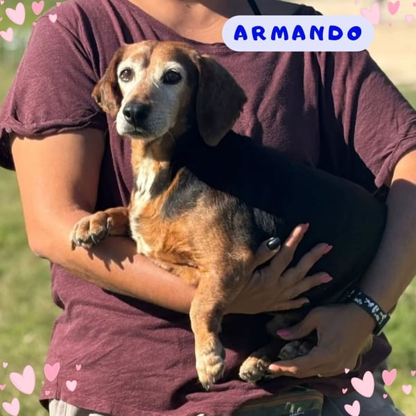 Armando