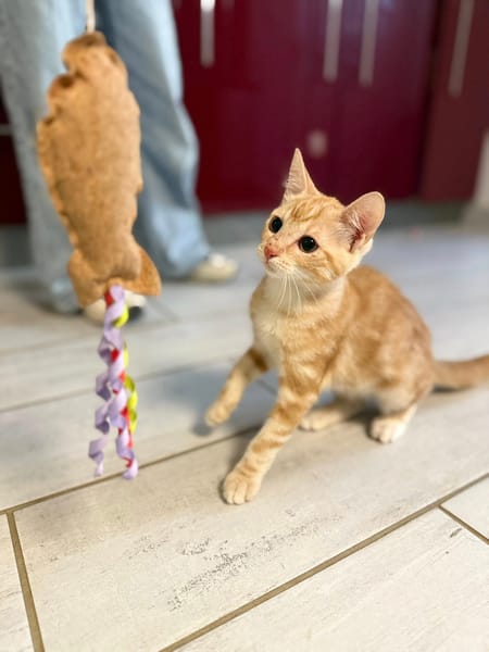 MILO