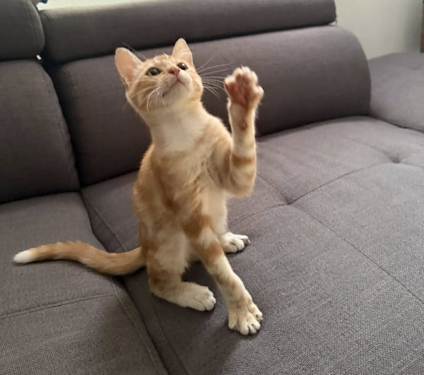 MILO