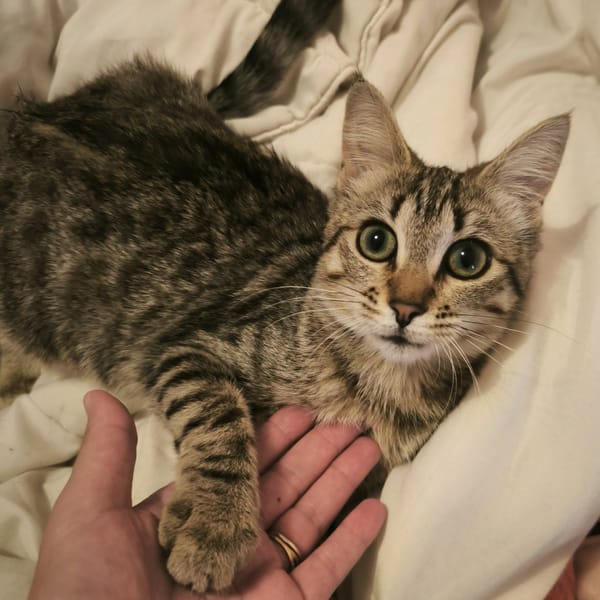 MIMI