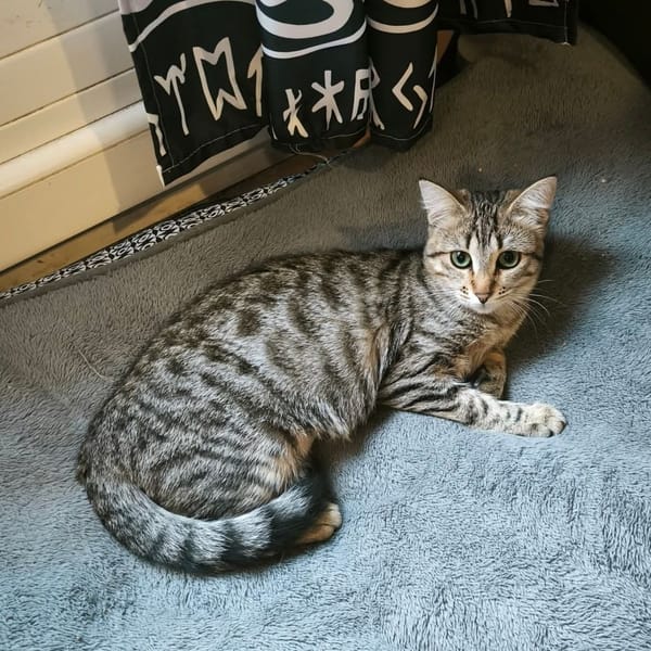 MIMI