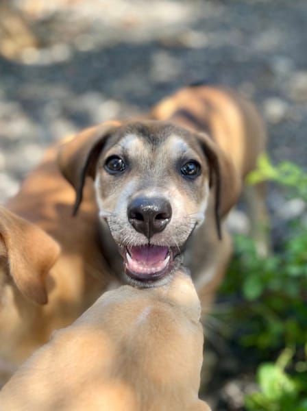 Zinfandel, mâle croisé berger, né le 14/07/2025 🐶