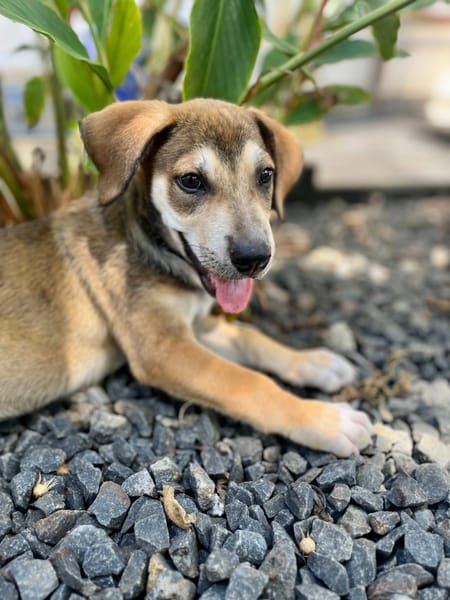 Zinfandel, mâle croisé berger, né le 14/07/2025 🐶