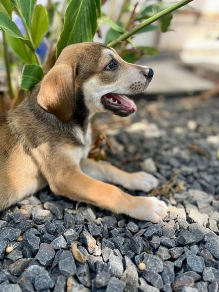 Zinfandel, mâle croisé berger, né le 14/07/2025 🐶