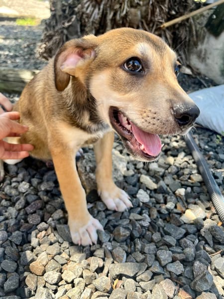 Zinfandel, mâle croisé berger, né le 14/07/2025 🐶
