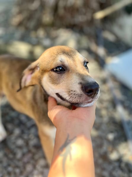 Zinfandel, mâle croisé berger, né le 14/07/2025 🐶