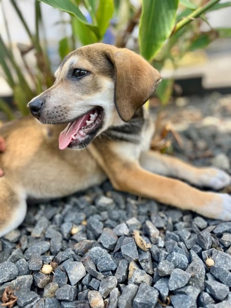 Zinfandel, mâle croisé berger, né le 14/07/2025 🐶