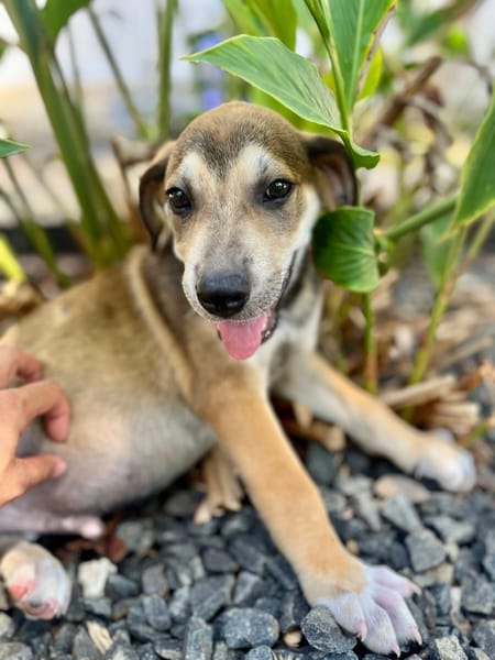 Zinfandel, mâle croisé berger, né le 14/07/2025 🐶