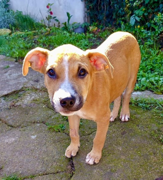 Spooky, mâle croisé berger, né le 15/06/2025 🐶