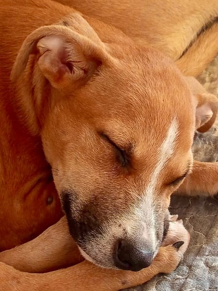 Spooky, mâle croisé berger, né le 15/06/2025 🐶