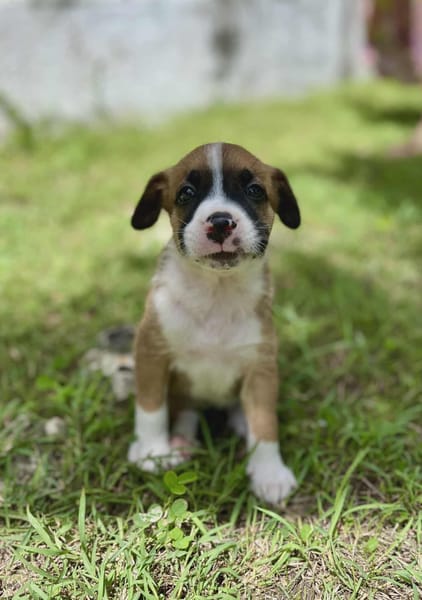 Soen, femelle berger née le 15/08/2025 🐶