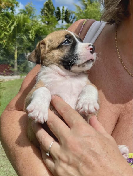 Soen, femelle berger née le 15/08/2025 🐶
