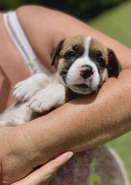 Soen, femelle berger née le 15/08/2025 🐶