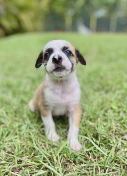 Ravi –mâle berger,né le 15/08/2025 🐶