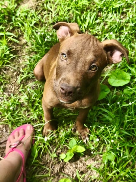 Praline, femelle berger, née le 15/07/2025 🐶