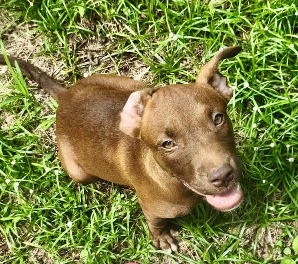 Praline, femelle berger, née le 15/07/2025 🐶